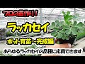 【育苗のプロが教える！】ラッカセイの苗作り　ポット育苗～完成編（9cmポット）あらゆる落花生の品種に応用できます