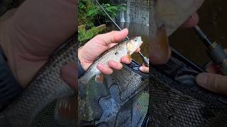 Trout And Chub On The Nymph Ultra Light Rod