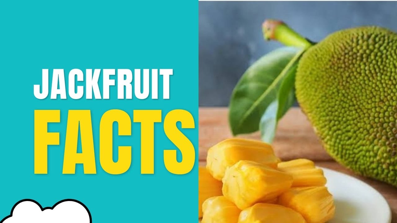 Jack fruit fact YouTube