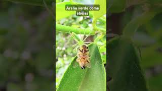 Green Bee-Eating Spider #software #hardware #technology #nature #insects #insects screenshot 3
