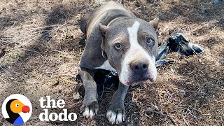 Pittie Found Tied To A Fence Goes Glamping With Her New Parents | The Dodo