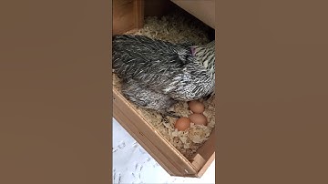 It snowed! #dogs playing & #chickens hunkered down.