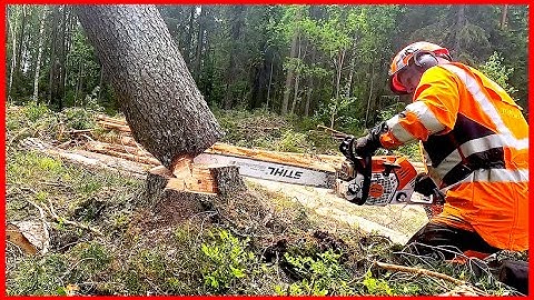 How to Clear a DANGEROUS Hung-Up Tree!