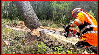 How To Clear A Dangerous Hung-Up Tree
