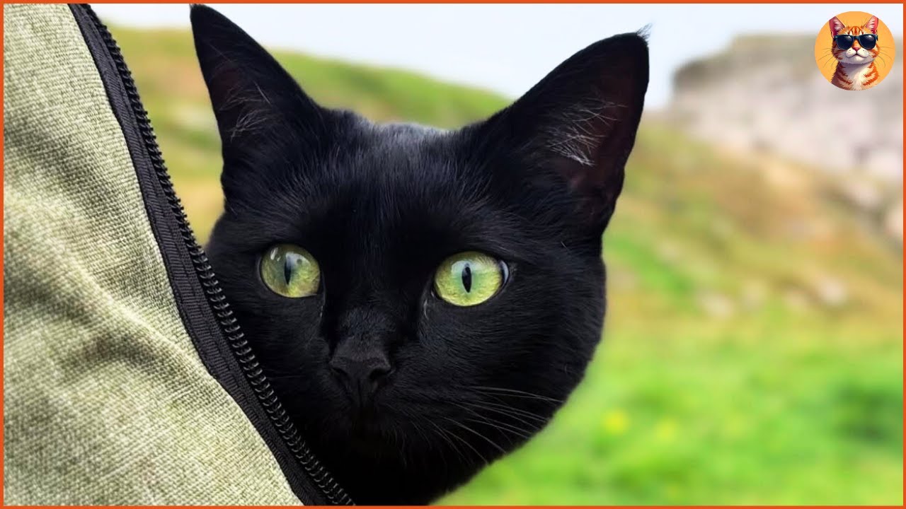 Эта спасенная кошка появилась в доме во время супружеского ультиматума и исцелила их жилище.