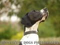 Dash - English Pointer - 4 Week Residential Dog Training at Adolescent Dogs