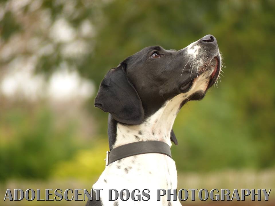 pointer puppy training