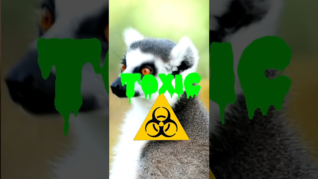 Female Lemurs Are TOXIC 🐒☣️