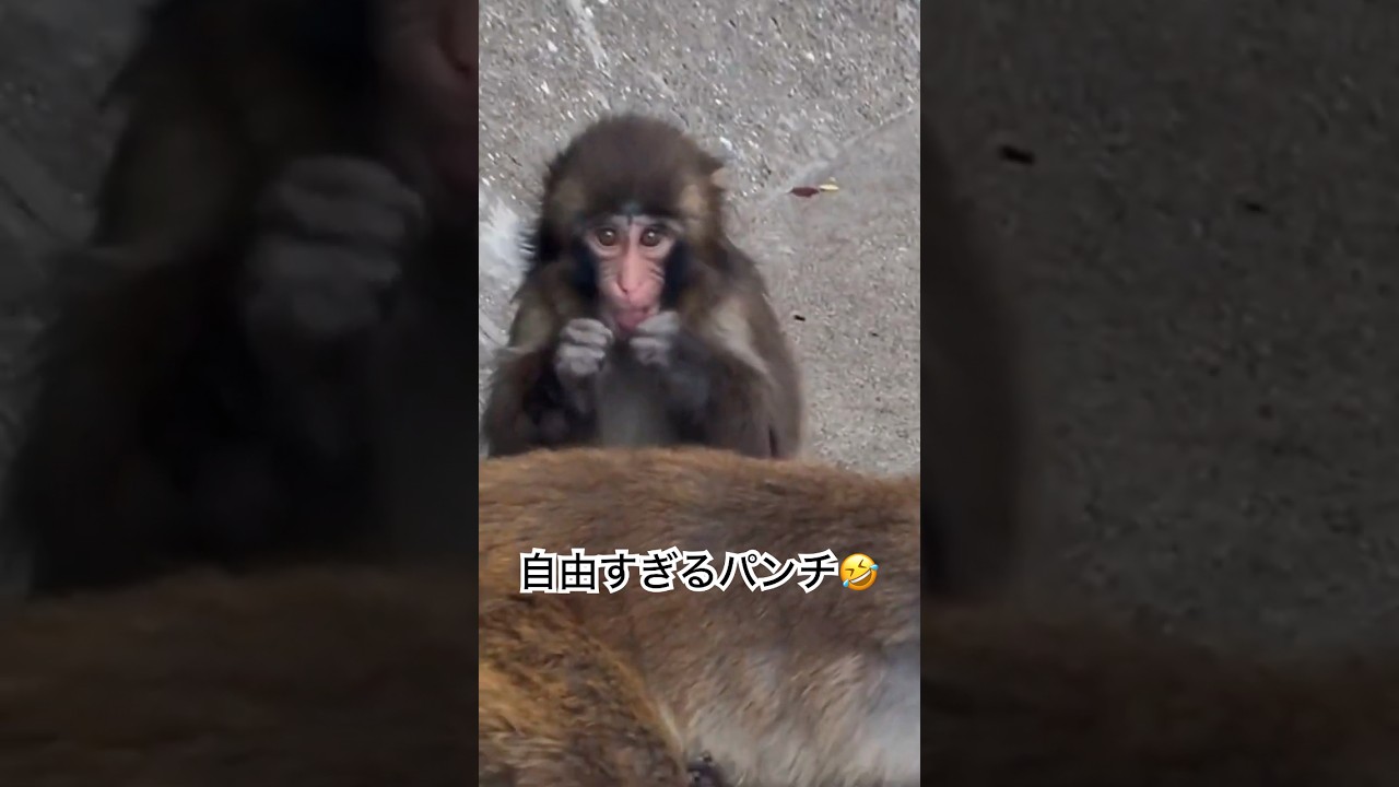 グルーミングが雑で好き勝手するパンチくん🤣The grooming is sloppy.#市川市動植物園 #monkey #punch