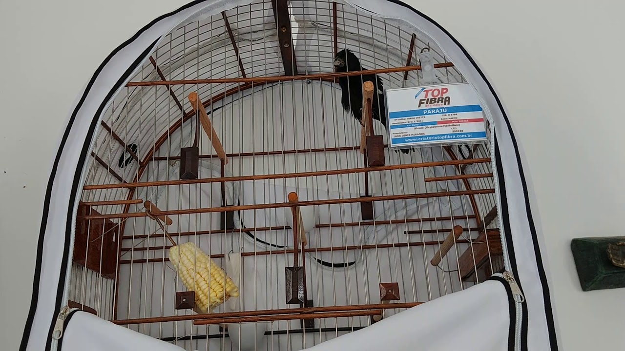 BICUDO PARAJÚ, O FENÔMENO EM 10 MINUTOS CONTOU 8:30