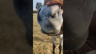 #horse #crt#muscous membrane#ytube #mare #lovesong 💗💗🐴🐴CRT &amp; Muscous membrane check in 🐎horse