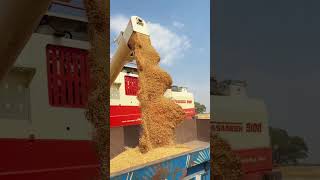 सोना 🌾#trending#ytshorts#youtubeshorts #shorts#combine#farming#farminglife #ytshort#yt