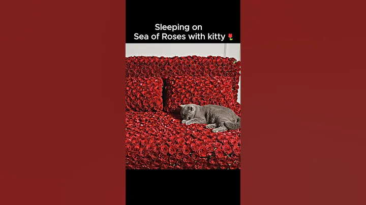 Video 11696061: british shorthair sleeping, grey british shorthair, sleepy cat