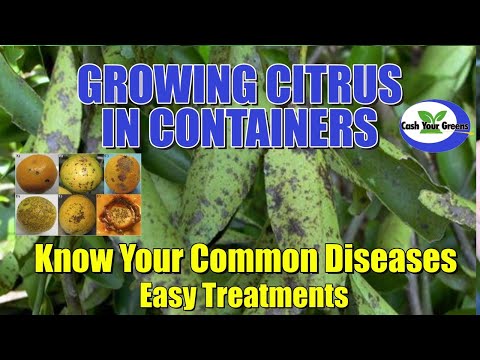 GROWING CITRUS IN CONTAINERS - Know Your Citrus Diseases & How to Treat It. hqdefault