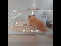 方向音痴なハムスター