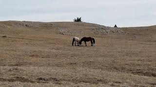 Okomi, Naolin & A Lone Coyote Howling On Clouds Island.