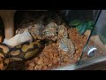 Lilith the royal python strike