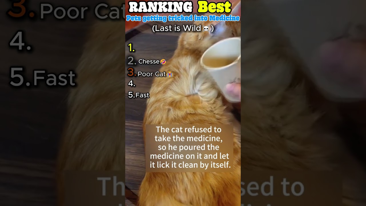 Ranking the best tricking pets into taking medcine moments