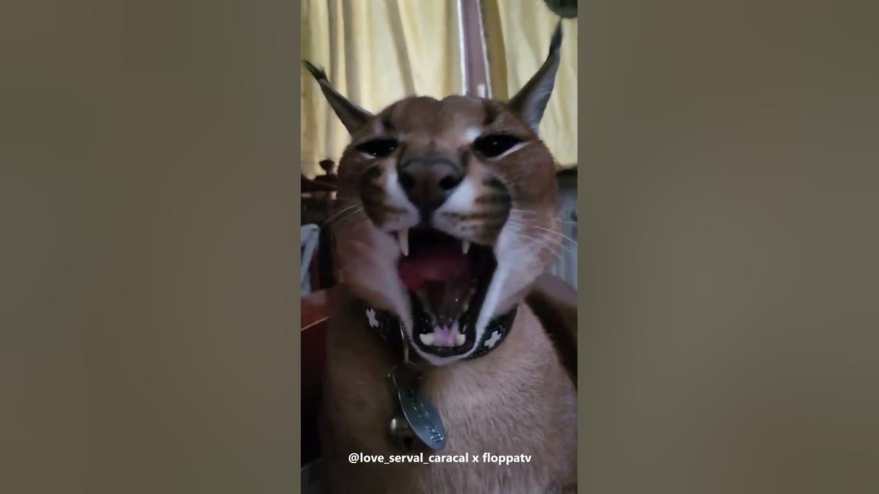 L + Ear flick + Yawn : r/Floppa