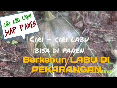 Video: Bagaimana Untuk Menentukan Kematangan Labu?