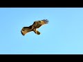 DJI MAVIC 3 | FLYING WITH RED TAIL HAWK | MOSS COAST BEACH