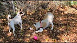FOHA Buddies - 10/15/2020