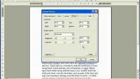 greyscale and borders on images in MS Word