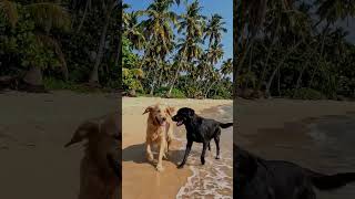 😻🥰#goa #goabeach #doglove #beautiful
