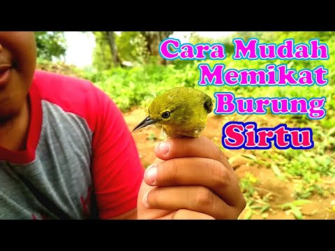 Cara mudah memikat burung sirtu/sirpu/cipoh menggunakan pulut dan mp3