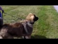 Dog Training - Newport, RI: Hunter - Can Leash Aggression Be Cured? Part 1 Dog Training - Newport, RI: Hunter - Can Leash Aggression Be Cured? Part 1