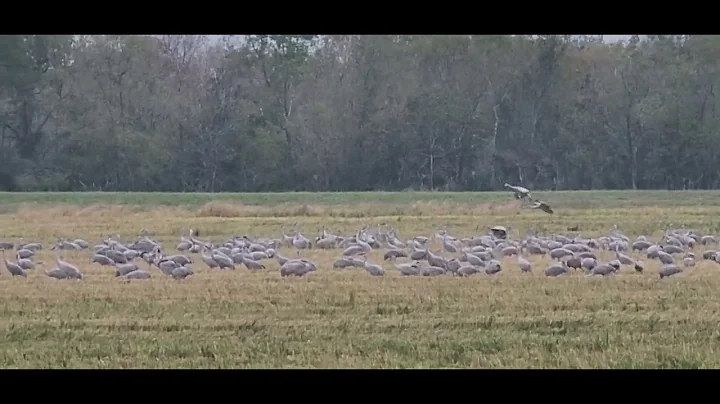 Sandhill Cranes this morning Nov.14th 2022