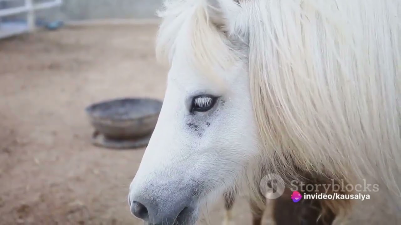 amazing facts about Scotland