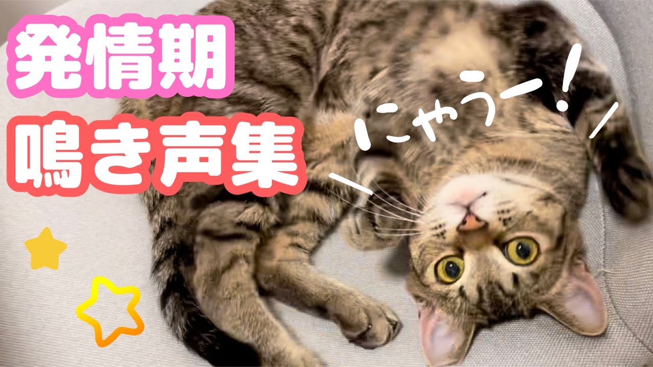 野良猫を発見！すぐに保護するべき？判断に迷わないための捕獲基準