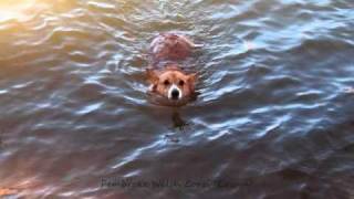 Pembroke Welsh Corgi "Eowyn"