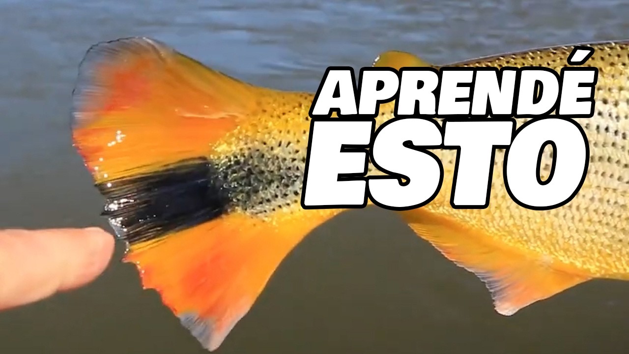 CÓMO PESCAR dorados en el Delta del río Corriente