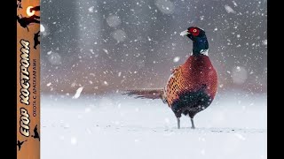 Охота на фазана по первому снегу. Начало декабря 2023г.