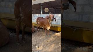 Ansuya gaudham manavader Gujarat 👌😱 #cow #bubut#shorts #ansuyagaudham