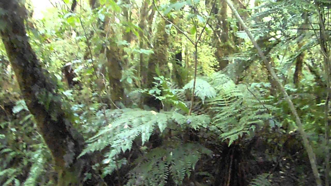 Fox River Forest bird calls