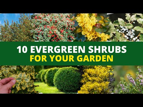 Video: Common Privet (50 Photos): Planting And Care. Description Of Ornamental Shrubs 