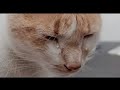 الحيوانات أيضا لديها مشاعر !!! حاول ان لا تبكي من هذا الفيديو !!
