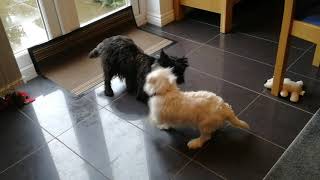 Cairn vs Westie  battle of the terriers