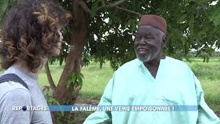 La Fallémé, une veine empoisonnée : reportage signé Pierre Chenoune et Gorgui Diaw Thiam