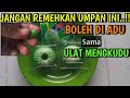 BELUM BANYAK YANG TAU..!! UMPAN IJO UNTUK MANCING BAWAL | UMPAN JITU