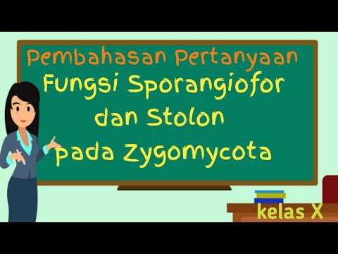 Fungsi Sporangiofor Dan Stolon | Bab Zygomycota
