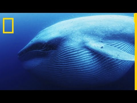 Vidéo: La baleine boréale est un géant marin intéressant
