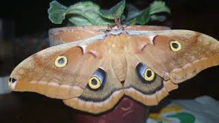 Newly Hatched Polyphemus Moth