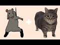 RAT DANCE x OIIA OIIA CAT