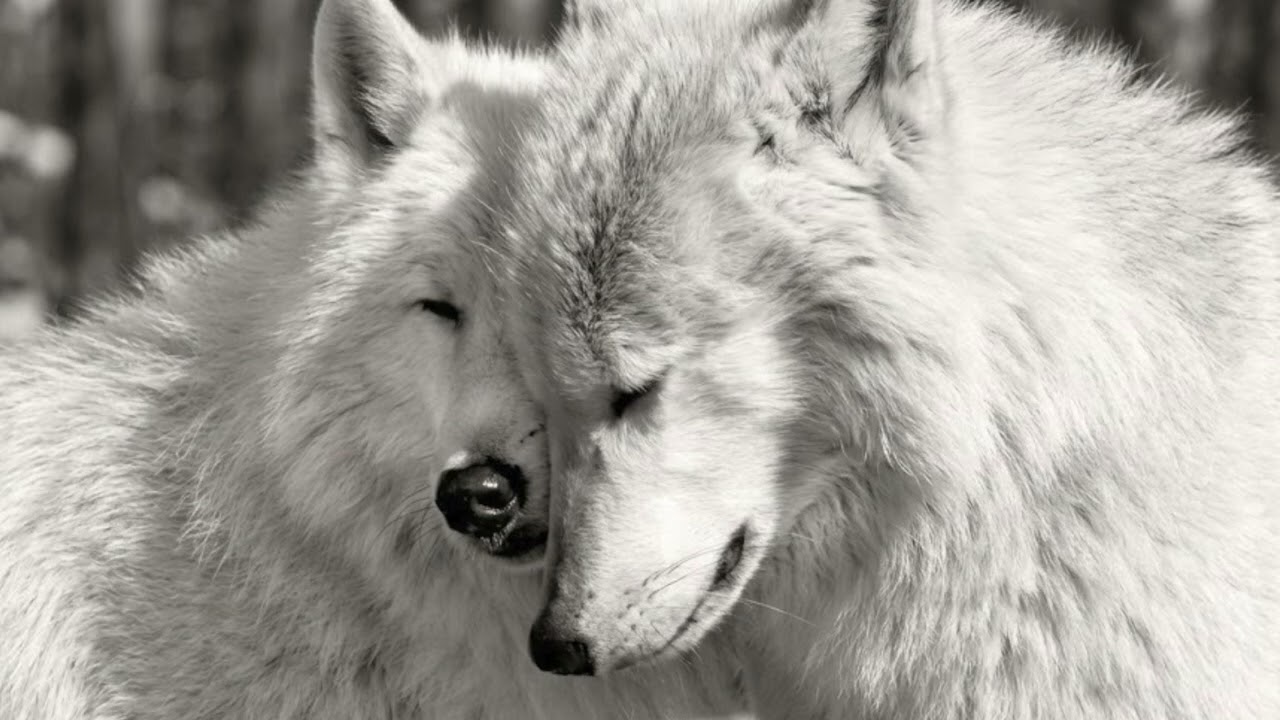 Vril/Rødhåd - Apophenia x Portishead - Could be Sweet  (In Silent Hill) x Ryoji Ikeda (Rensen Edit)