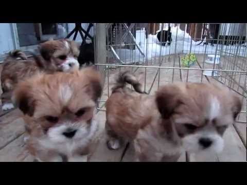 pomeranian puppies for sale in new orleans lhasa apso puppies for sale in new orleans louisiana la jefferson bayou blue pomeranian puppies for sale in new orleans lhasa apso puppies for sale in new orleans louisiana la jefferson bayou blue