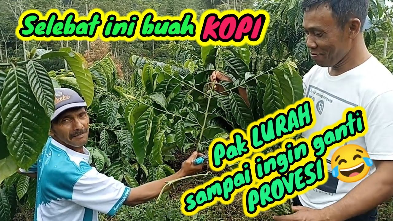 Kopi Robusta klon Besemah kembali berbuah lebat, Klon unggul yang adaptif di semua kondisi